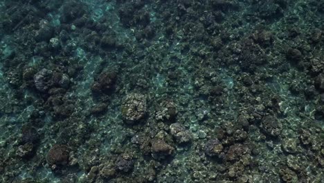 clear waters reveal a vibrant coral reef from an aerial view in a tropical ocean setting
