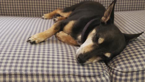 Un-Terrier-De-Rata-Abriendo-Los-Ojos-Después-De-Una-Siesta-En-Un-Sofá-Azul-Y-Blanco