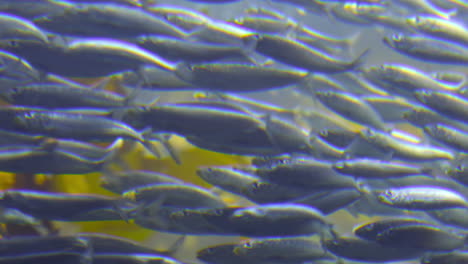 school of silver blue sardine pass yellow giant kelp, close up