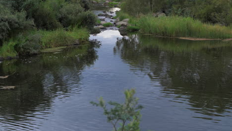 TILT-UP-Looking-Down-River-In-An-Australian-Bush-Setting,-SLOW-MOTION