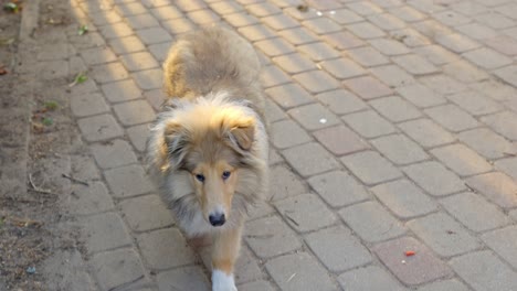 lovely rough collie puppy playing in backyard at sunset