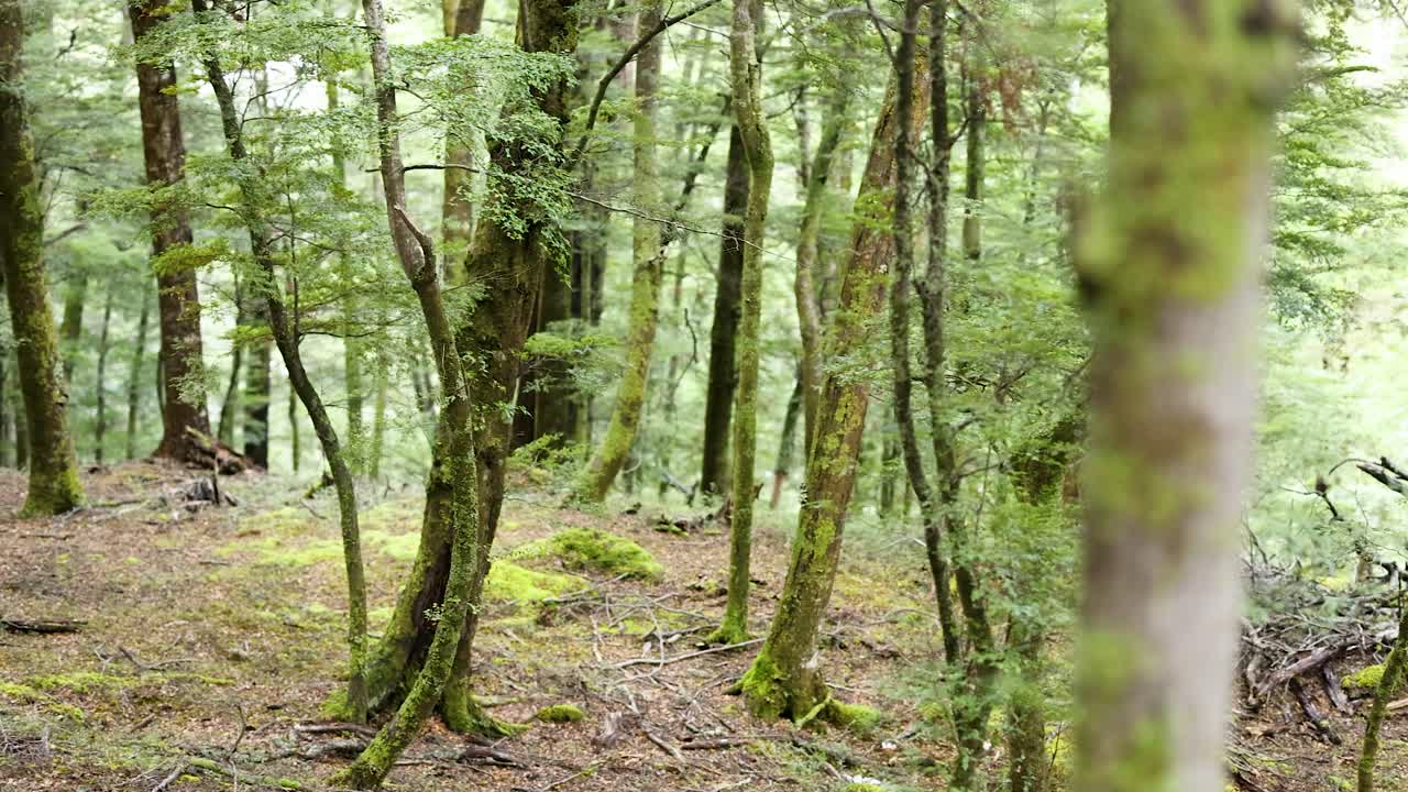 A tranquil forest scene with lush greenery and soft lighting, capturing the peaceful essence of New Zealand's natural beauty