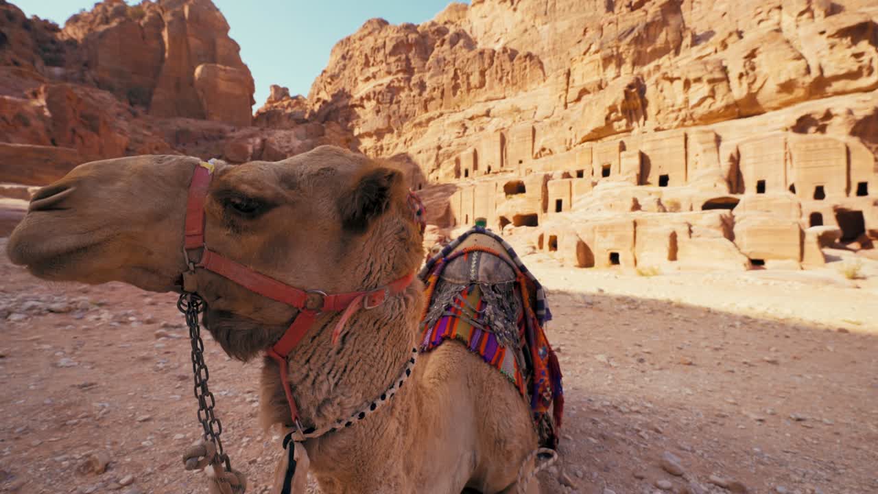 페트라 요르단에서 세 낙타 유네스코 문화유산의 역사적인 무덤에서 모래암과 석회암으로 조각 된 보물 카즈넷. 동물 낙타 사막 관광객을위한 승마. 인디애나 존스 촬영 장소