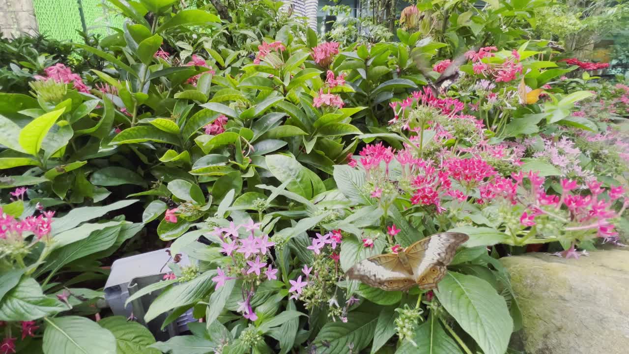 dos mariposas volando sobre la flor