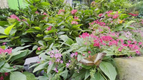 two butterfly flying over the flower