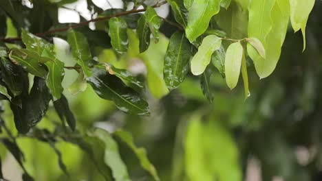 Wassertropfen,-Die-Nach-Regen-Von-Den-Blättern-Der-Bäume-Fallen,-Zeitlupe