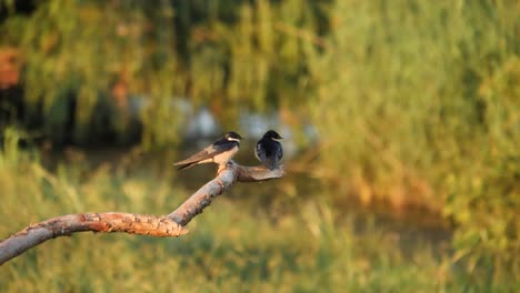 two white-throated swallow birds perch on branch and fly away together