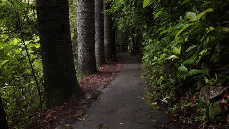 Rising-view-of-the-walking-trail-and-forest,-Natural-Bridge,-Springbrook-National-Park-Gold-Coast,-Australia