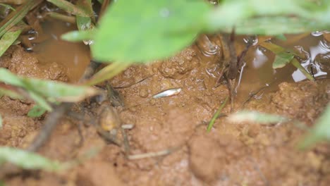 Close-up-zoom-in-shot-of-dead-fish-on-soggy-ground