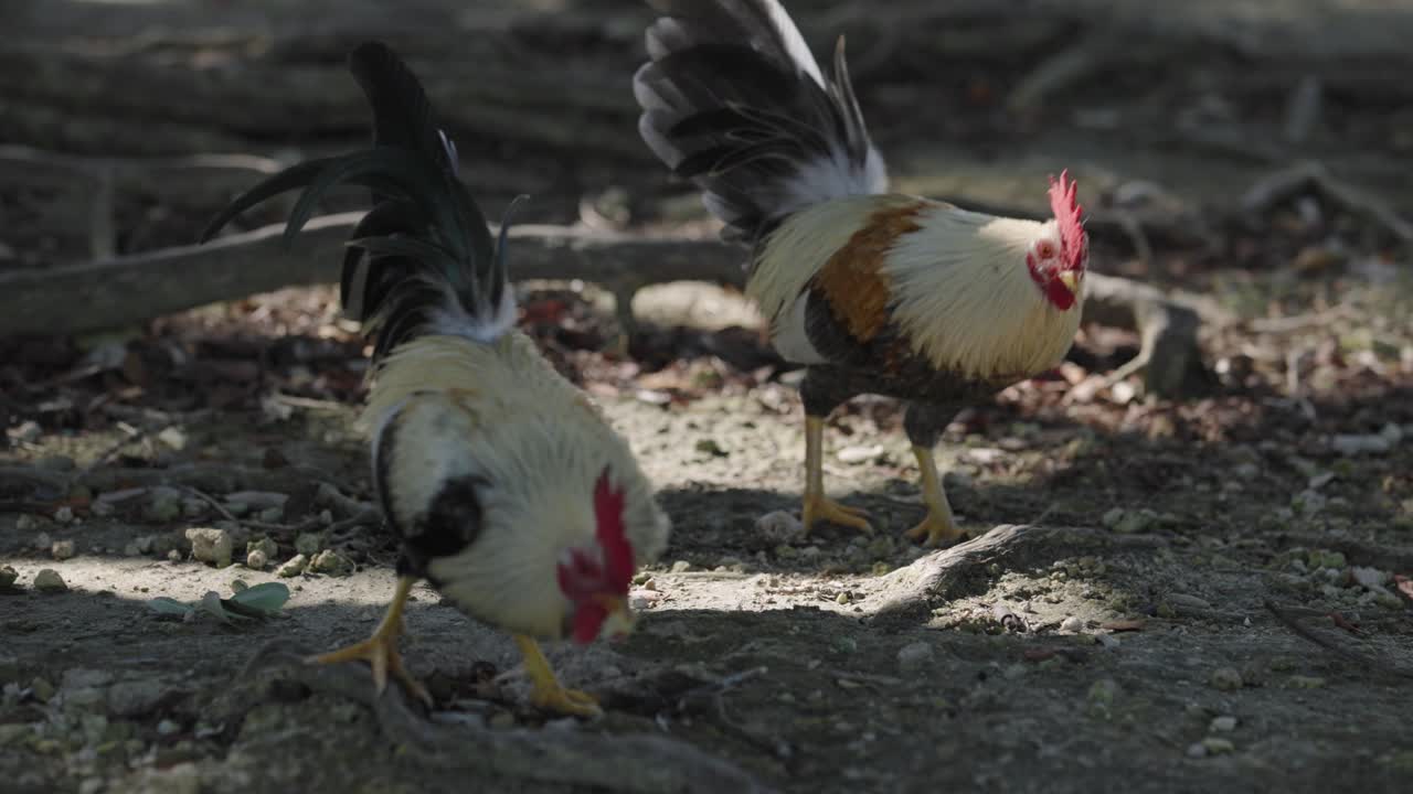 Rekaman gerak lambat ayam jantan yang mematuk dan makan dari tanah di Homestead Bayfront Park di Florida. Perilaku alami hewan di lingkungan taman luar ruangan