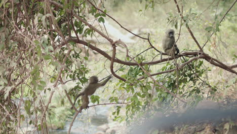 A-baby-monkey-explores-his-arboreal-world-as-his-sibling-looks-on