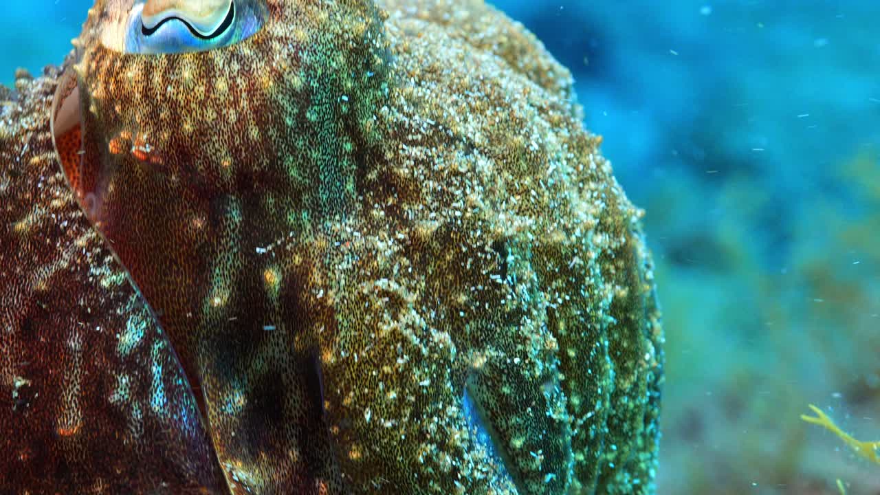 Macro di una seppia che mostra i cromatofori sui tentacoli e il suo occhio.