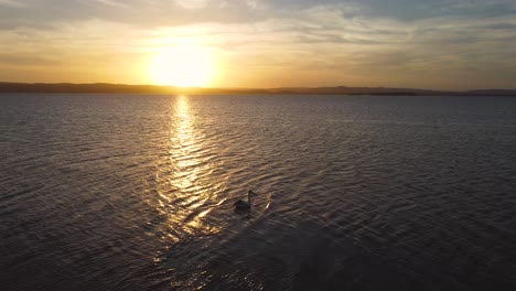 pelícano nadando en el lago con la puesta de sol brillante de la tarde en los lagos tuggerah la entrada nsw costa central australia 3840x2160 4k