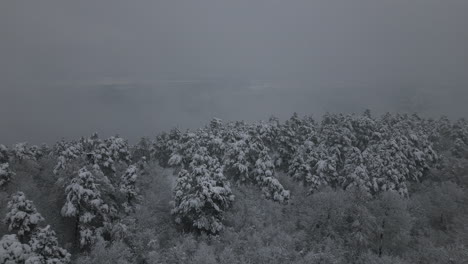 Winter-Forest-Footage,-Fog-and-snow