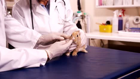 vets examining a bunny