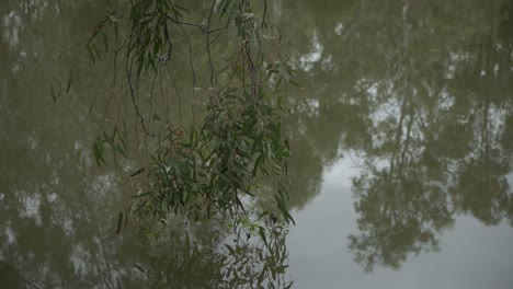 Statische-Aufnahme-Eines-Baumzweigs-Mit-Tropfen-Auf-Regen-Auf-Reflexion-Des-Teichs