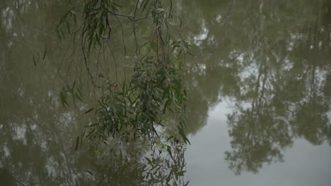 static shot of tree branch with droplets on rain on reflection of pond