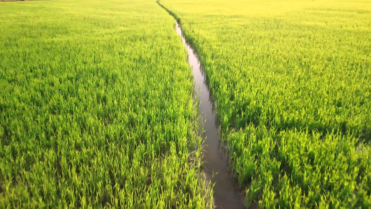canal de agua a través de exuberantes arrozales verdes