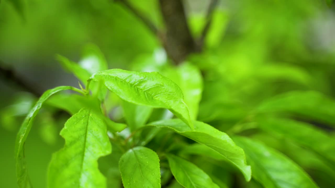 primer plano de una rama de cerezo moviéndose en cámara lenta