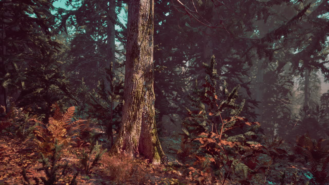 bosque de otoño brumoso