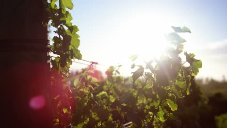 grape leaves in vineyard