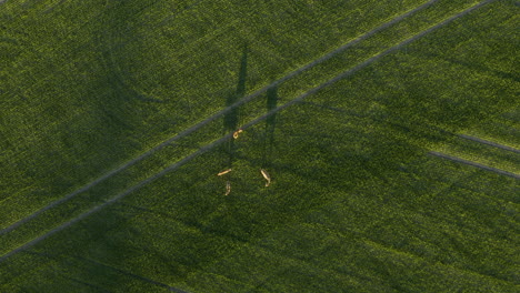 Vista-Aérea-De-Arriba-Hacia-Abajo-De-Una-Manada-De-Ciervos,-Pastando-En-Un-Campo-De-Trigo-Verde,-Durante-El-Dorado,-En-Porkkala,-Uusimaa,-Finlandia---Rangifer-Tarandus-Fennicus---Descendiendo,-Destornillador,-Disparo-De-Drones