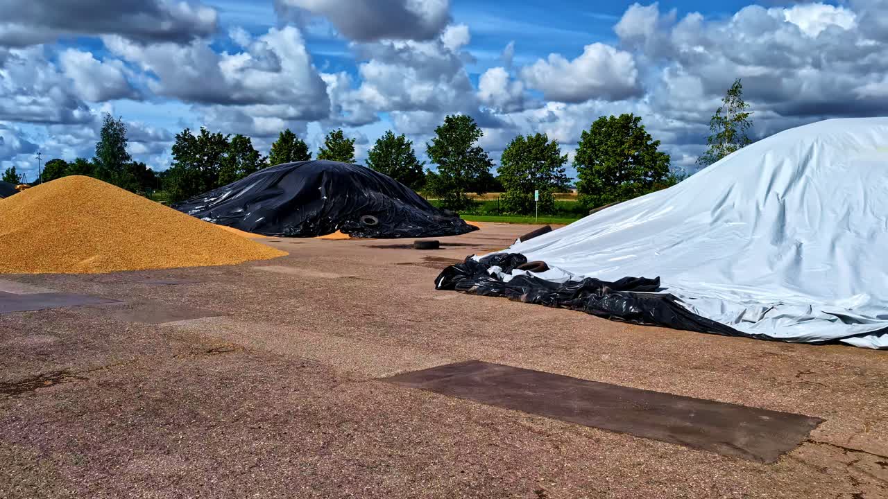 Grains spread out for sun drying in Dobele, Latvia