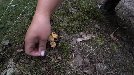 caucasian woman finds and picks fresh edible mushrooms in nature forest