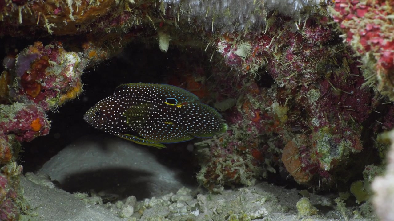 A Comet fish or Marine Betta (Calloplesiops altivelis) under a ledge, filmed in Anilao, Philippines
