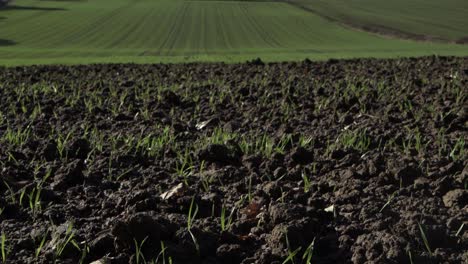 Early-green-crop-shoots-on-farmland-medium-crane-shot