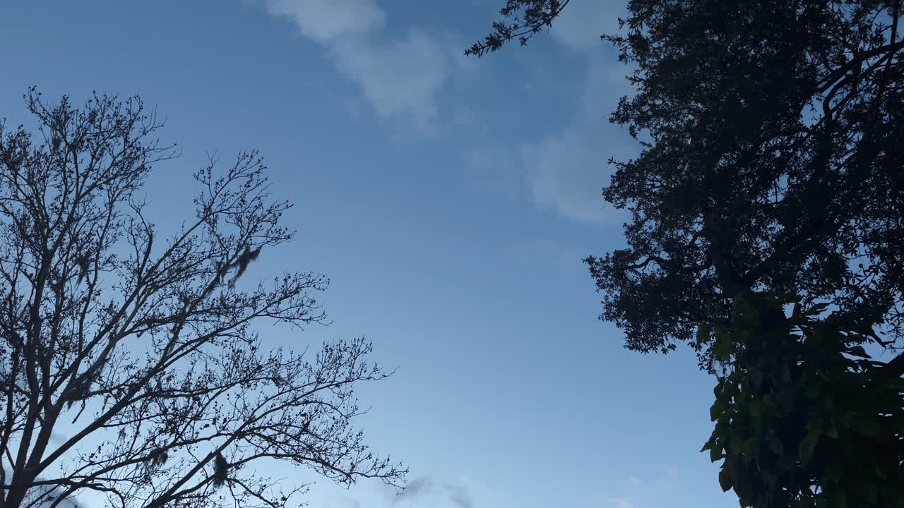 나무 위에서 구름이 분홍색에서 어두운 파란색으로 변합니다. time lapse_iphonepro12max_4k30fps