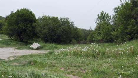 panorámica de la derecha a la izquierda del marco en un paisaje de hierba y bosques, mientras los insectos están volando y saltando frente a la cámara en la aldea de agujero de chisinau en bulgaria