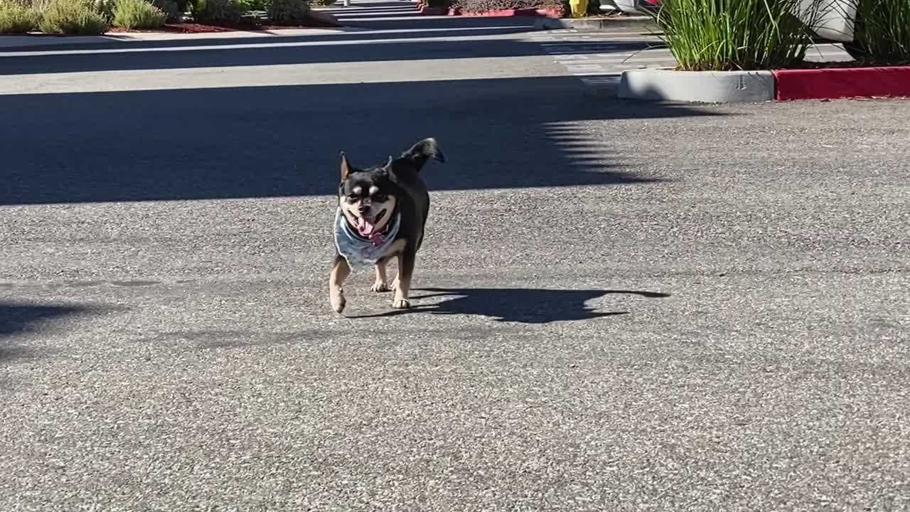 lindo perro chihuahua caminando hacia la cámara, en el barrio, cámara lenta