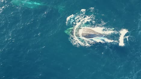 Ballenas-Jorobadas-Nadando-A-Través-Del-Océano-Azul-Respirando-Y-Expulsando-Chorros-En-La-Superficie