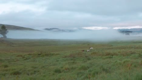 Small-herd-of-horses-grazing-in-misty-tall-grass-meadow-early-morning