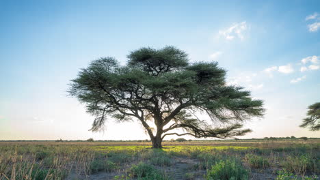Silhouette-Eines-Akazienbaums-Von-Sonnenuntergang-Bis-Nacht-Im-Zentralen-Kalahari-Wildreservat