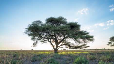 silhouette of acacia tree from sunset to night in central kalahari game reserve