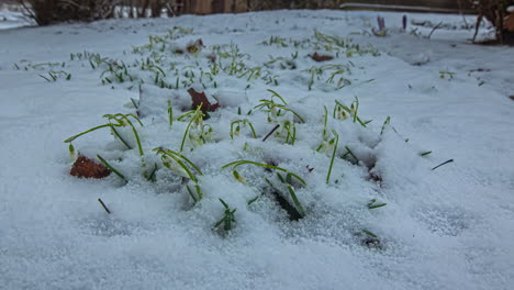 high angle shot of snow is melting over every snowfall over snowdrops flower blooming fast in early spring nature in timelapse