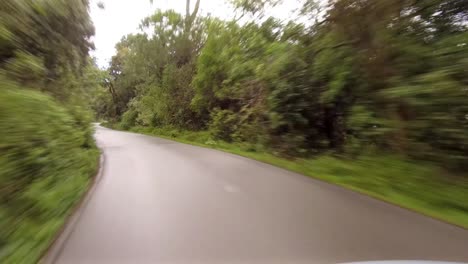 driving through a forest on the way to hoggsback, south africa