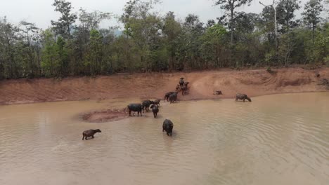 volando sobre el grupo de búfalos de agua que salen del agua en el campo de laos, aéreo