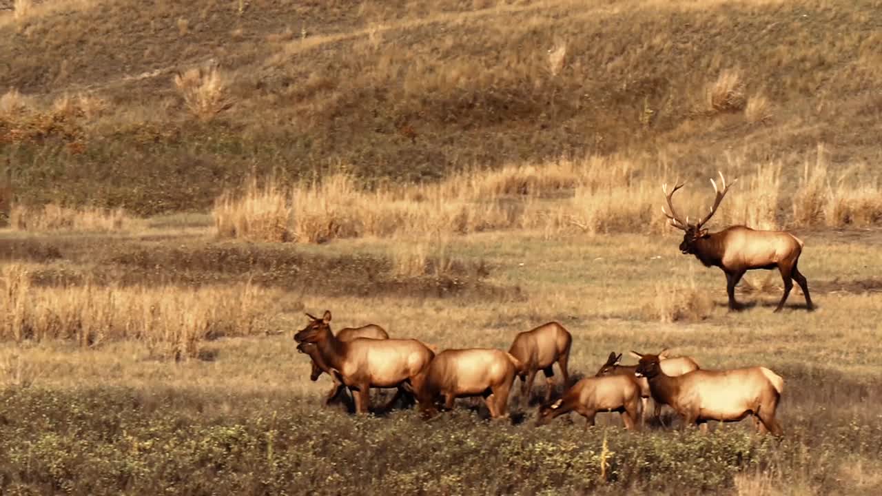 엘크 풀을 뜯고 들판에서 쉬다