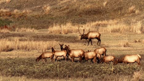 los alces pastan y descansan en un campo