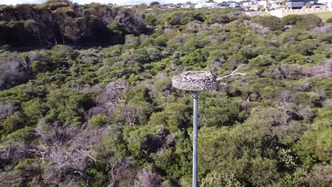 órbita cercana alrededor de águilas artificiales nido con ramas colocadas en la parte superior del poste de luz