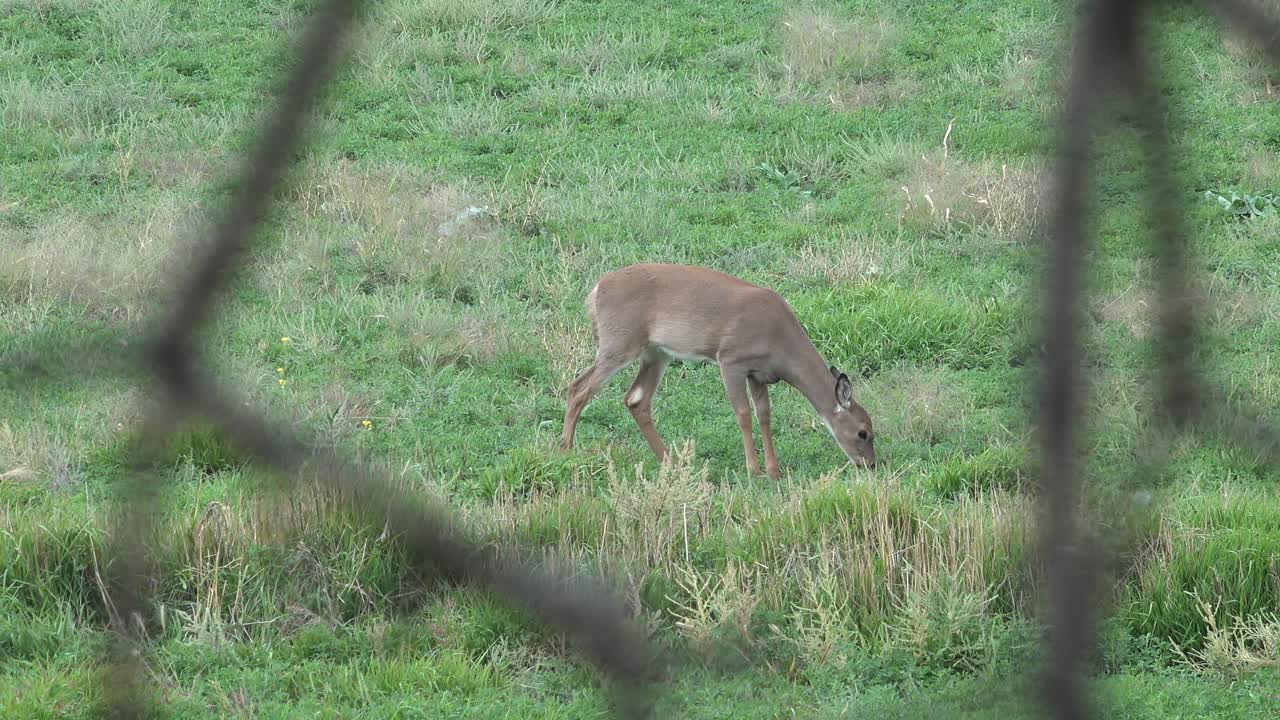 Young Whitetail Deer Peacefully Grazing