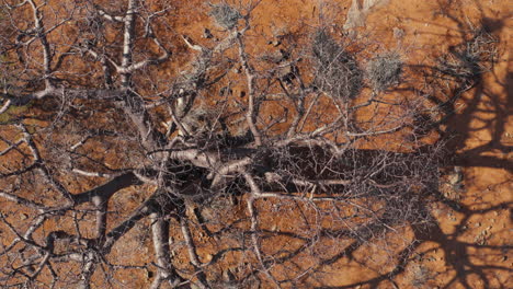 top shot of leafless baobab tree in dry african landscape