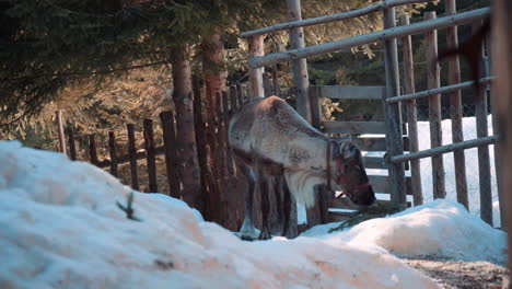 reindeer-stand-by-a-wooden-fence-outside-in-the-snow-and-eat-mosses-from-the-ground