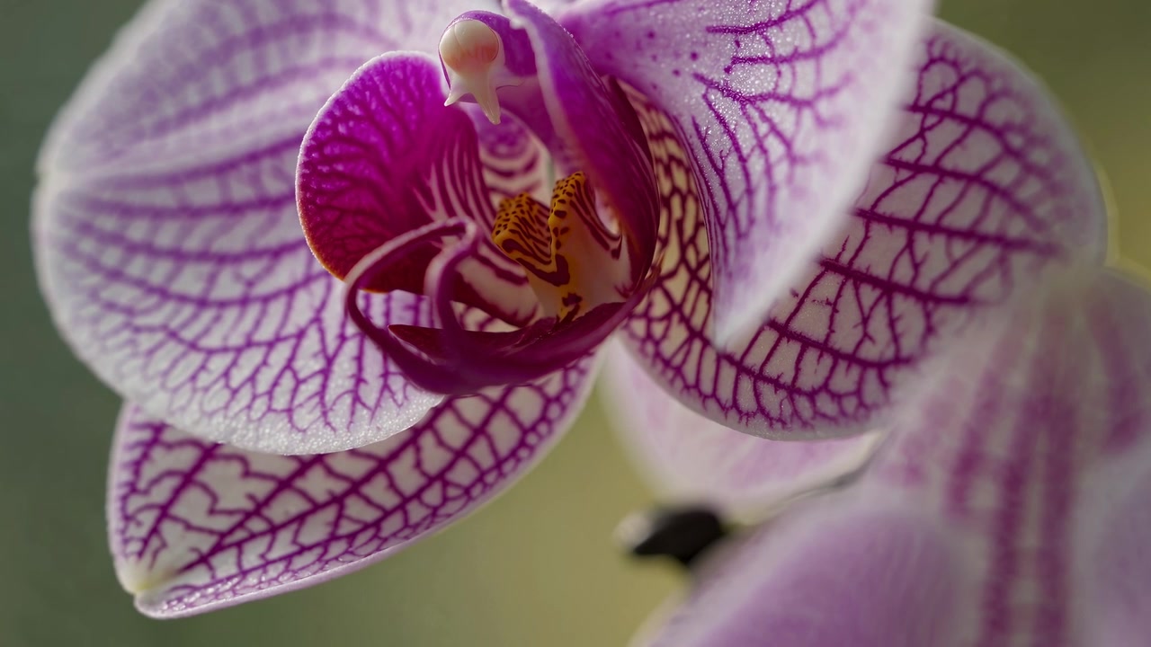 Gros plan sur une magnifique fleur d'orchidée Phalaenopsis violette et blanche