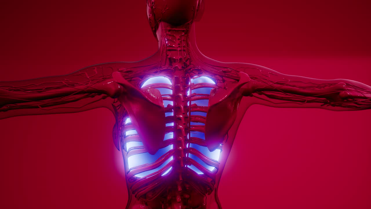 exploración de la anatomía de los pulmones humanos