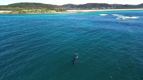 Eine-Buckelwalmutter-Mit-Ihrem-Baby-Taucht-In-Der-Nähe-Einer-Malerischen-Küstenlandzunge-Und-Eines-Beliebten-Urlaubsortes-Auf