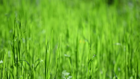 Sunny-grass-abstract-background-spring--in-the-Europe